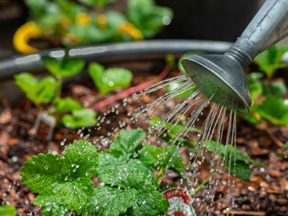 Need gardening tools?