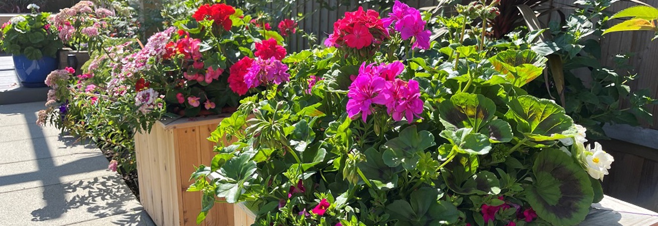 Best Garden Competition