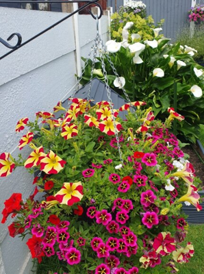 Photograph of Nigel Fleming's colourful hanging baskets